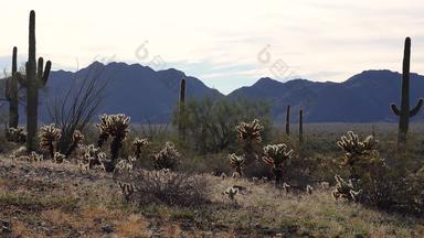 大仙人掌亚利桑那州蓝色的天空沙漠景观仙人掌仙人掌卡内基亚gigantea沙漠美国